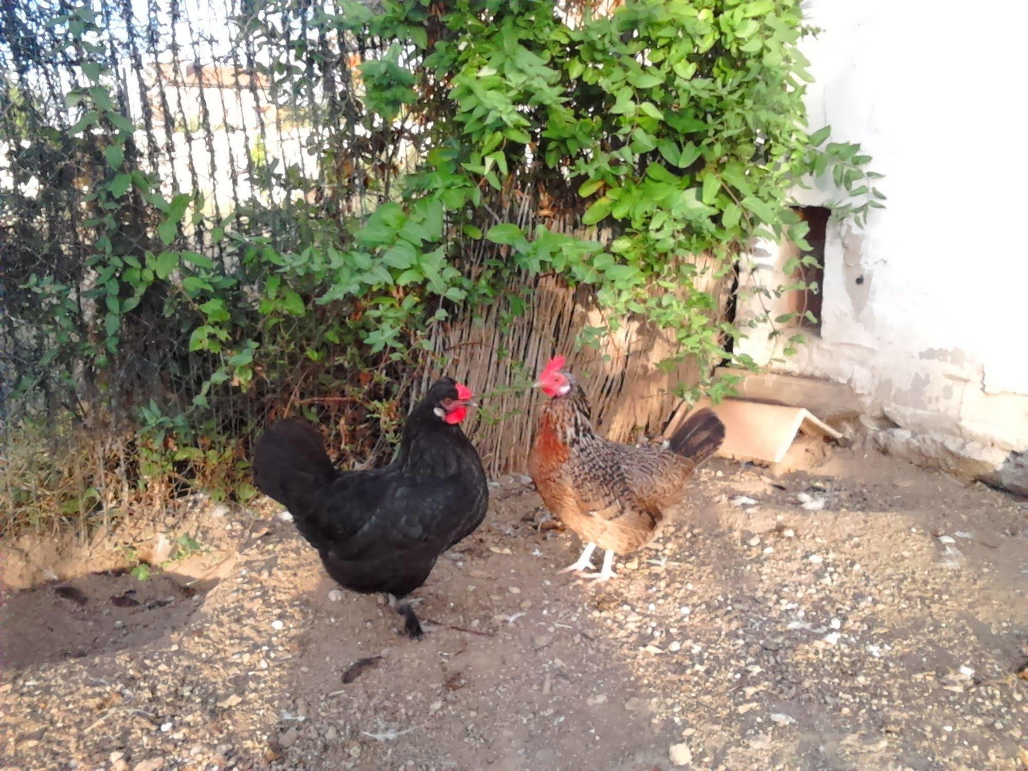 El Jardincillo ξενώνας Robledo de Chavela Εξωτερικό φωτογραφία